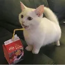 catsip