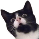 Cato