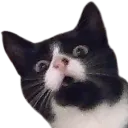 :Cato: