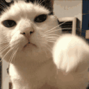 :84581catpunch: