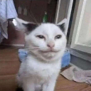 dunc Discord sticker from Sweet Cp Predators 🍡🐯