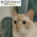 bizcarlos Discord Emoji - Sweet Cp Predators 🍡🐯