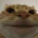 smileycat smileycat