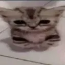 cato