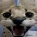 AWOOGA