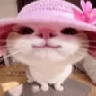 bocchi_cat