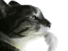 philosophical_cat