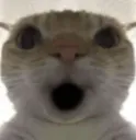 Catwoah