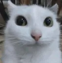 Cat_Stare