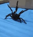 spiderattack