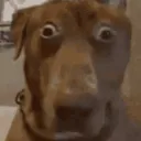 terrified