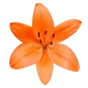 orangeflower