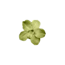 greenflower