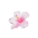 pinkflower