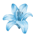i_blue_flower Discord Emoji - 𝚆𝚒𝚜𝚙 𝙶𝚛𝚘𝚟𝚎
