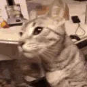 catslap catslap