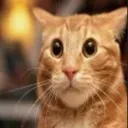 cat_flip cat_flip