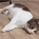 CatFlopDie