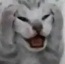 cat_scared