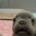 pibblejudges