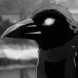 qt_crow_pet