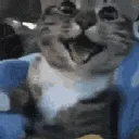 cat_happy