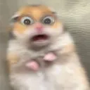 snapperdoodle