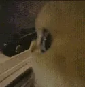 cat_sideeye