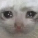 sadcat