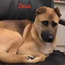 Zeus the dog looking sideways with a suspicious and judgmental expression.