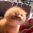 A fluffy orange kitten squinting with three question marks floating above its head.