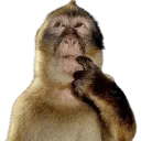 monkey_thinking