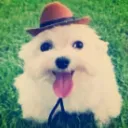 cachorroburro cachorroburro