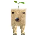 duplplebear