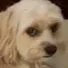 dog_sus dog_sus