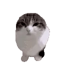 bouncecat