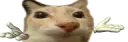 yonose