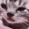 :cat_cry: