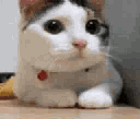 :cat_no: