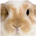 enderbunny_stare
