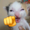 :catcuoivl: