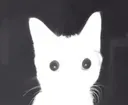 stare