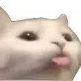 memesillycat memesillycat
