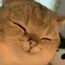 coveCatSmug coveCatSmug