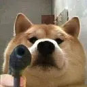 coveDogeGunPoint
