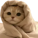 ComfyCat