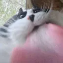mlem