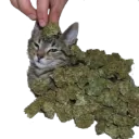 3133weedcat