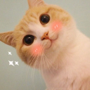 d9_cutecat Discord emoji