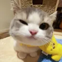 hewo